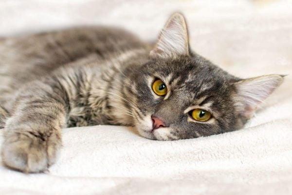 Bác sĩ thú y đang thăm khám và kiểm tra mắt của mèo cưng.