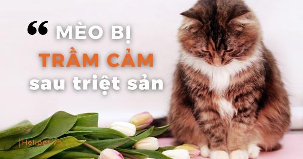 Mèo con vui vẻ chơi đùa sau khi thiến, thể hiện lợi ích của việc thiến mèo đúng thời điểm.
