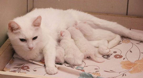 Mèo mẹ đang sinh con trong không gian yên tĩnh và riêng tư, thể hiện sự bình tĩnh và tập trung