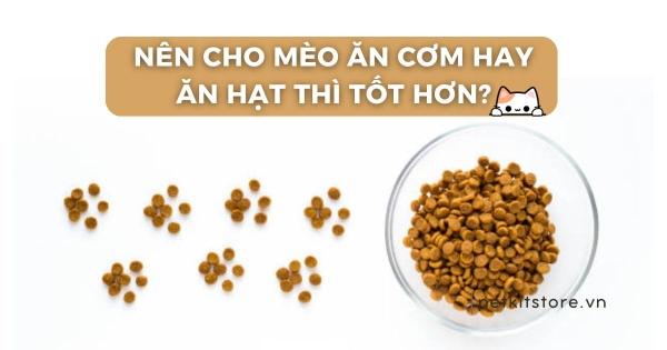 Mèo nhỏ nhất thế giới đang ăn thức ăn trong bát nhỏ, thể hiện chế độ dinh dưỡng hợp lý