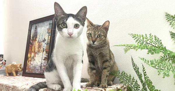 Một cô gái trẻ đang vuốt ve chú mèo của mình, thể hiện sự thư giãn và hạnh phúc, minh họa lợi ích khi nuôi mèo.