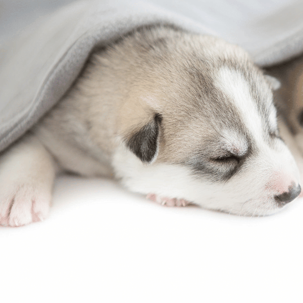 Mèo con mới đẻ mất mẹ nằm cuộn mình trong một chiếc ổ ấm áp, an toàn, được lót khăn mềm và có nguồn nhiệt bên cạnh.