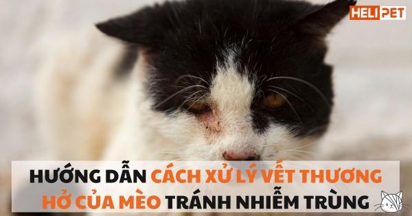 Người đang pha nước muối loãng để trị nấm cho mèo, chuẩn bị bông gòn