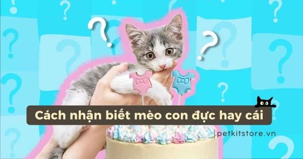 Hình ảnh minh họa bộ phận sinh dục mèo đực và mèo cái, giúp nhận biết rõ ràng các đặc điểm khác biệt