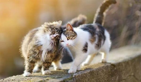 Hình ảnh so sánh cơ quan sinh dục của mèo đực và mèo cái, thể hiện rõ sự khác biệt về khoảng cách và hình dạng để phân biệt giới tính.