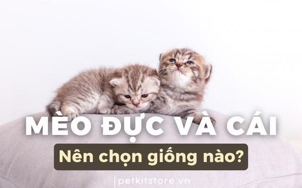 Hình ảnh mèo tam thể cái và mèo lông cam đực minh họa sự liên hệ giữa màu lông và giới tính mèo.