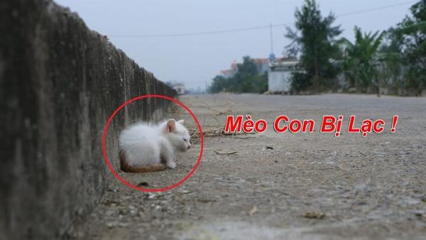 Chủ nhân vệ sinh khay cát cho mèo cẩn thận, nhấn mạnh tầm quan trọng của việc phòng ngừa bệnh FIP.