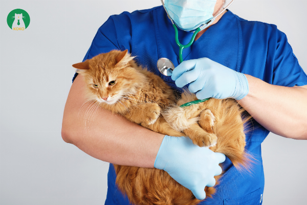 Bác sĩ thú y đang thực hiện quy trình thiến mèo đực một cách cẩn thận và chuyên nghiệp.