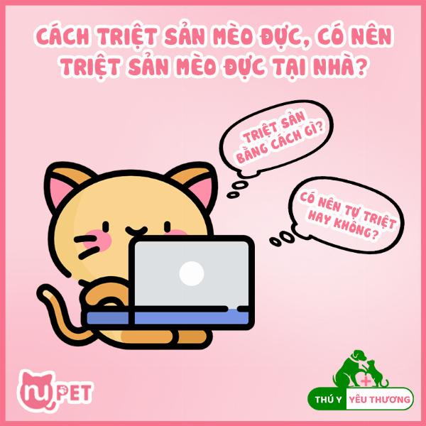 Bác sĩ thú y đang thực hiện phẫu thuật thiến mèo đực một cách an toàn và chuyên nghiệp.