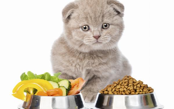 Các loại thịt tươi sống như gà, cá, bò đã được nấu chín, cắt nhỏ chuẩn bị cho mèo ăn, đặt trong bát 