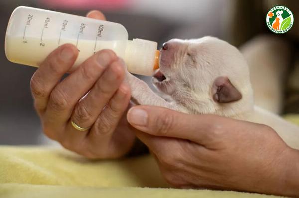 Một người đang cho mèo con bú bình trong tư thế nằm sấp, mô phỏng cách bú tự nhiên của mèo con mất mẹ.