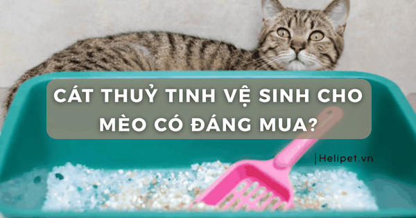 Chủ nuôi dọn dẹp không gian sống sạch sẽ, an toàn cho mèo.