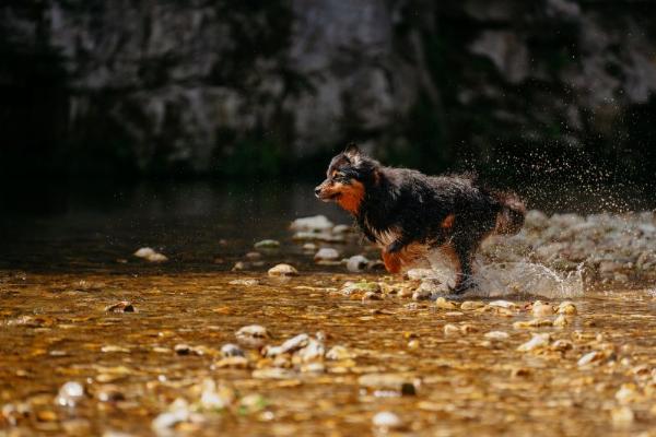 Chủ nhân đang nhẹ nhàng vệ sinh tai cho một chú chó tai dài bằng bông gòn, minh họa việc chăm sóc vệ sinh định kỳ.