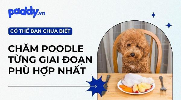 Một bộ sưu tập đa dạng các loại thức ăn cho chó, bao gồm hạt, pate và thức ăn tự làm trong bát.