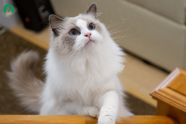 Phần quick trên móng mèo cần tránh khi cắt