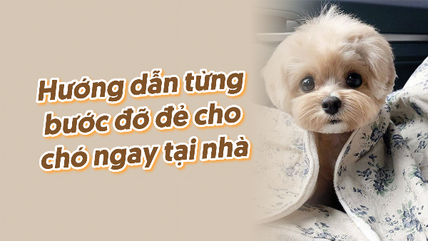 Một chú chó Chihuahua đang được chăm sóc răng miệng cẩn thận, với chủ nhân nhẹ nhàng làm sạch răng cho nó.