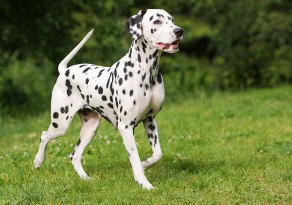 Hình ảnh chú chó Ngao Ý đang đi khập khiễng, thể hiện dấu hiệu của bệnh xương khớp, trên nền phòng khám thú y