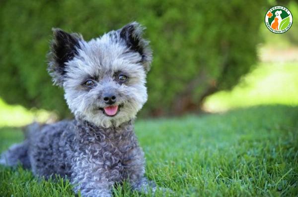 Chó ông già Schnauzer với bộ râu và lông mày đặc trưng, dáng vẻ tinh anh, lanh lợi.