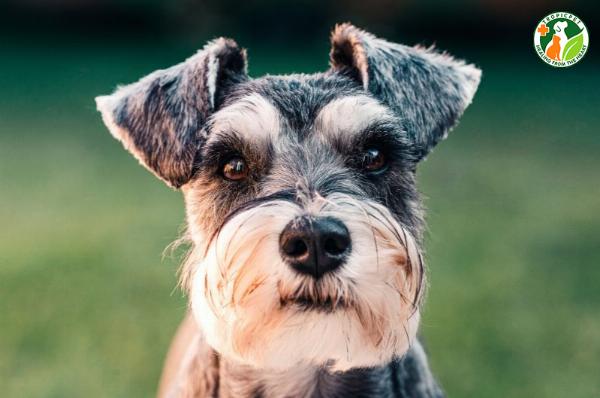 Chú chó ông già Schnauzer đang chơi đùa năng động, thể hiện sự tinh nghịch và thân thiện của chúng.