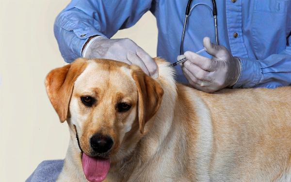 Một người chủ đang đọc kỹ nhãn mác thức ăn cho chó với bác sĩ thú y hoặc nhân viên cửa hàng bên cạnh, thể hiện sự tư vấn chuyên nghiệp.