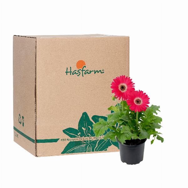 Những chậu hoa đa sắc tô điểm cho ban công thêm rực rỡ và sống động.