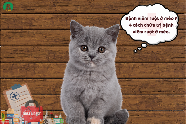 Một chú mèo với vẻ mặt mệt mỏi, uể oải, bên cạnh là khay cát có phân lỏng, minh họa dấu hiệu mèo bị tiêu chảy.