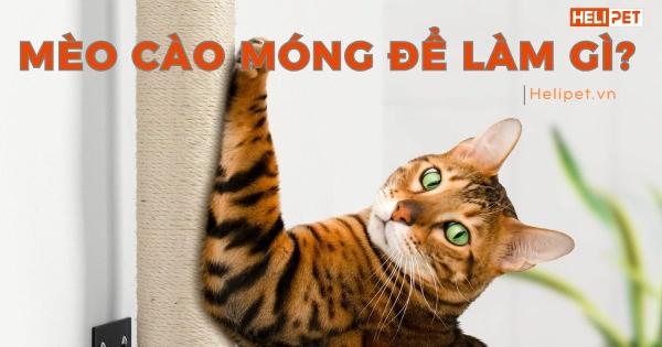 Mèo cào đồ đạc khi móng dài gây hư hại