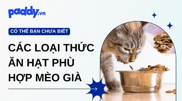 Một chú mèo con đáng yêu đang hào hứng ăn thức ăn hạt khô từ bát, biểu thị giai đoạn cai sữa hoàn toàn và thích nghi với thức ăn rắn.