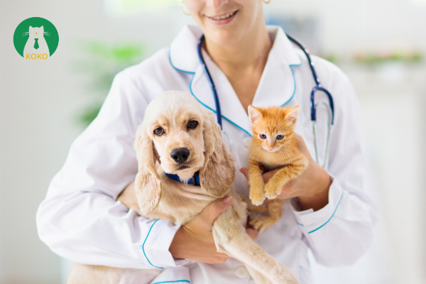 Bác sĩ thú y đang kiểm tra làn da của một chú mèo bị viêm, sử dụng kính lúp để quan sát kỹ hơn các vùng da bị tổn thương.