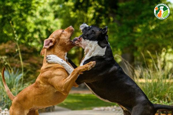 Người chủ đang sử dụng một tấm bìa carton lớn để ngăn cách hai chú chó đang cắn lộn, đảm bảo an toàn cho bản thân và thú cưng.