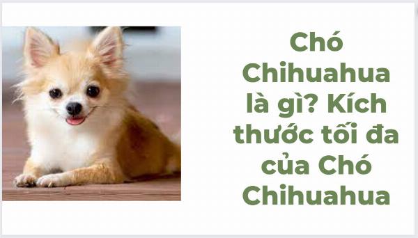 Chó Chihuahua cổ đại có nguồn gốc từ Mexico, được người Aztec tôn thờ.