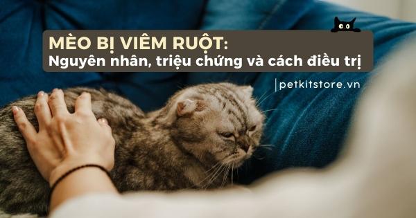 Một chú mèo khỏe mạnh đang ăn thức ăn từ bát sạch, cạnh đó là máy lọc nước và khay cát được vệ sinh, minh họa cách phòng ngừa tiêu chảy ở mèo.