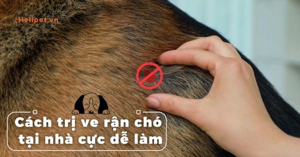 Một người chủ đang chải lông cho chú mèo của mình trong một không gian sống sạch sẽ và thoáng đãng, thể hiện sự chăm sóc và phòng ngừa viêm da.