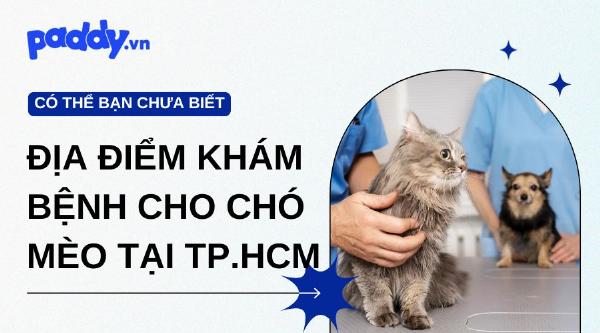 Một bác sĩ thú y đang thăm khám cho chú mèo bị tiêu chảy trên bàn khám, minh họa việc đưa mèo đến cơ sở y tế.