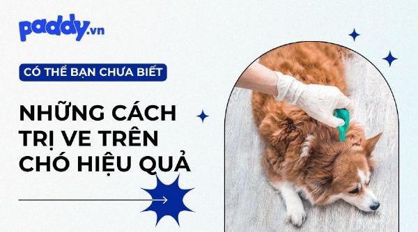 Các loại thuốc trị bọ chét cho chó, bao gồm viên nhai, thuốc nhỏ gáy, sữa tắm đặc trị và vòng cổ chống bọ chét, là cách trị bọ chét chó hiệu quả.