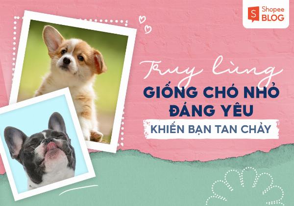 Một chú chó Chihuahua nhỏ bé nhưng đầy bản lĩnh, đứng vững trên đôi chân của mình.