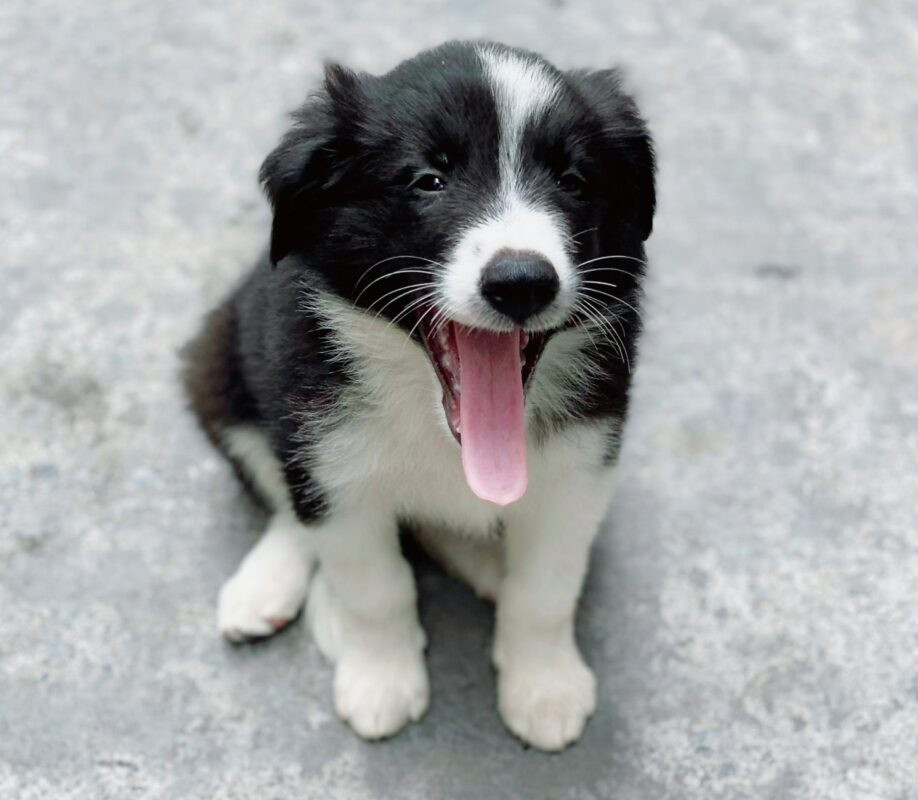 Một chú chó Border Collie con với bộ lông đen trắng và ánh mắt tinh anh, đang ngồi yên trên nền cỏ xanh
