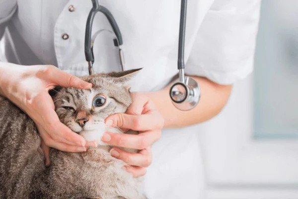 Thuốc nhỏ mắt cho mèo được khuyên dùng