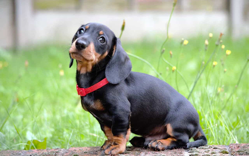 Chó Dachshund có thân hình dài đặc trưng như xúc xích