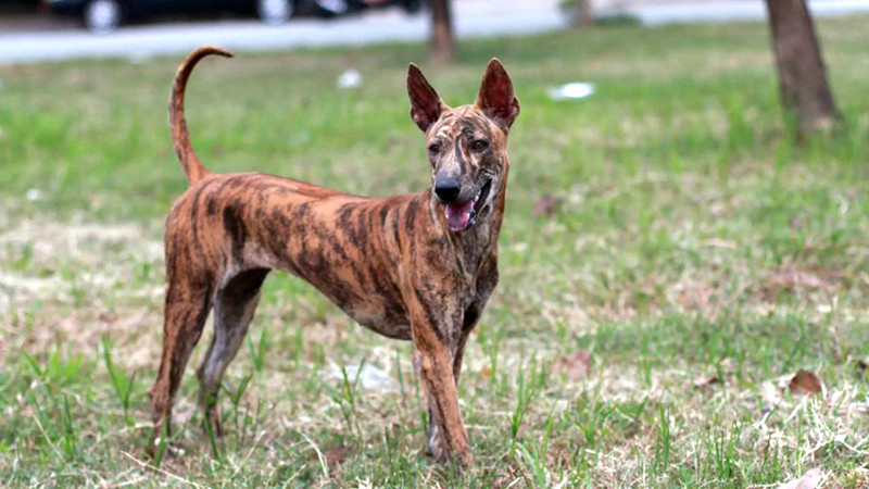 Chó Phú Quốc với bộ lông xoáy đặc trưng trên lưng