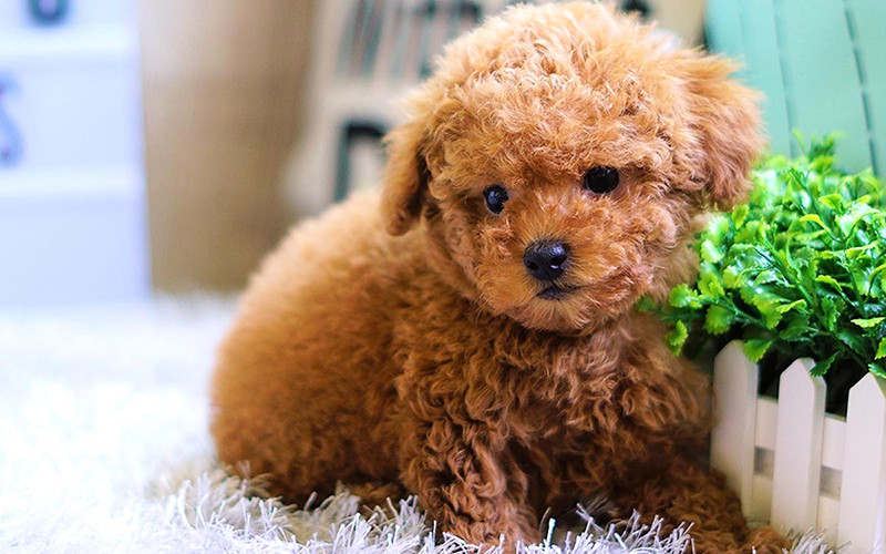 Chó Poodle với bộ lông xoăn mềm mại và đôi tai rủ xuống