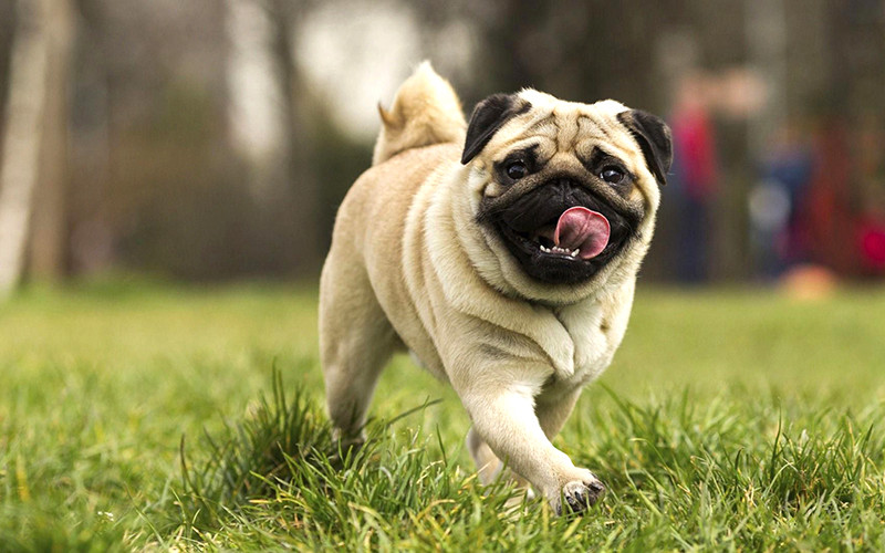 Chó Pug với khuôn mặt nhiều nếp nhăn đặc trưng