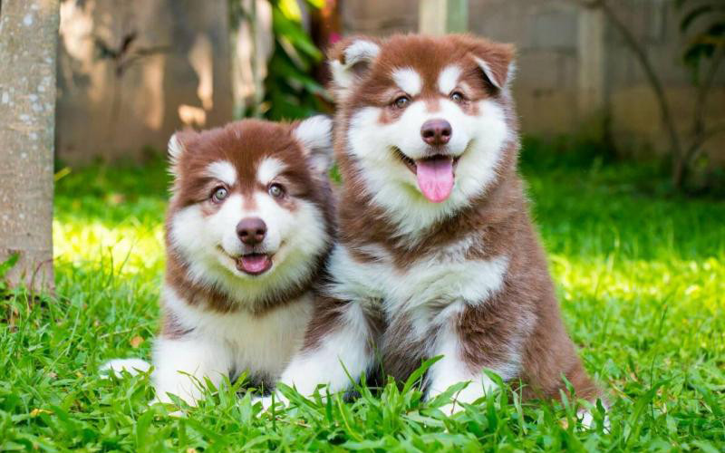 Chó Alaska Malamute to lớn, thân thiện, với bộ lông dày