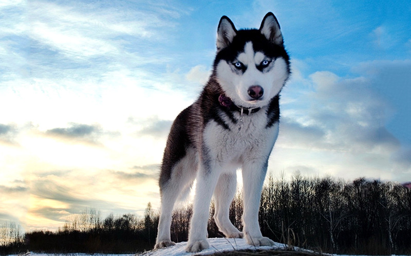 Chó Husky với đôi mắt xanh đặc trưng và bộ lông dày