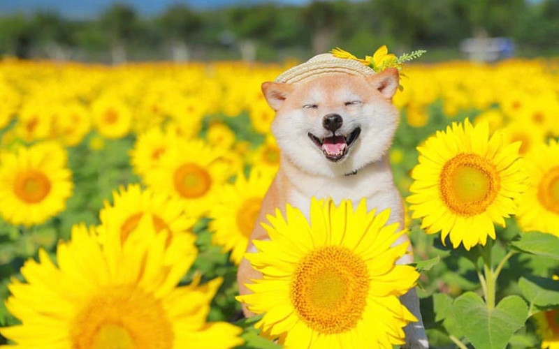 Chó Shiba Inu với nụ cười đặc trưng của giống chó Nhật Bản