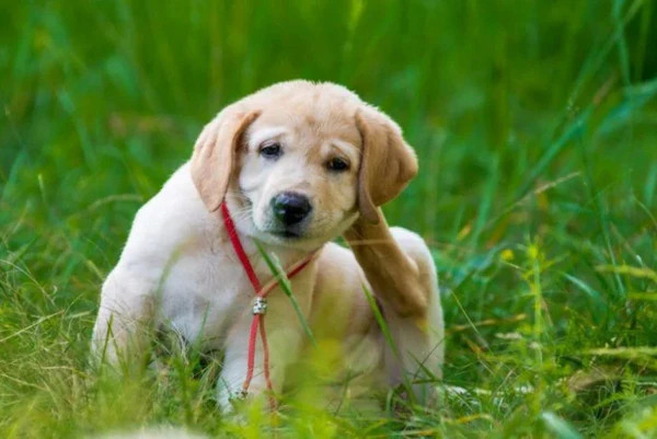 Chú chó gãi mạnh vào vùng da bị ngứa, cho thấy sự khó chịu và tổn thương da