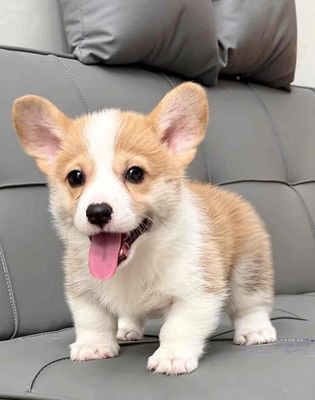 Chú chó Corgi thuần chủng với bộ lông ngắn màu vàng trắng và khuôn mặt cân đối
