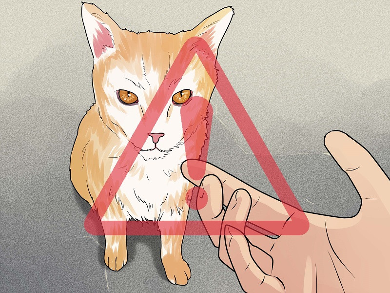 Người bị mèo cắn sâu, chảy máu có nguy cơ nhiễm bệnh dại và cần tiêm phòng khẩn cấp