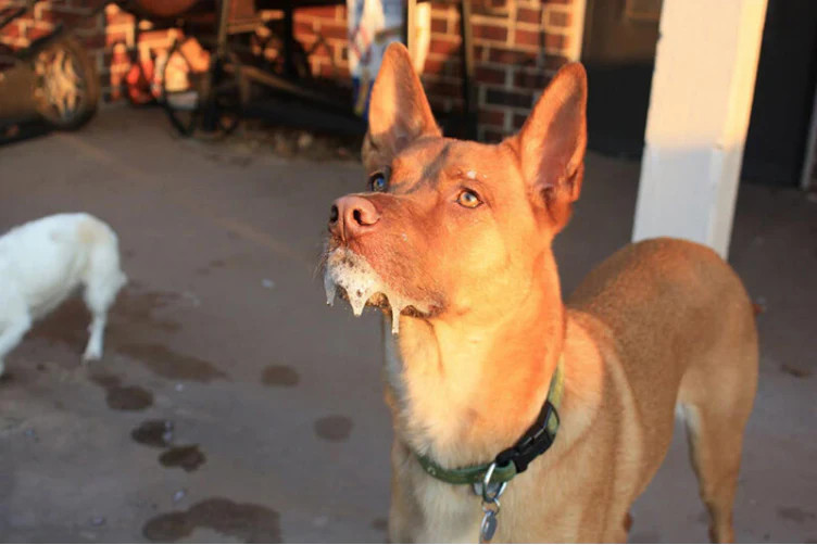 Hình ảnh một chú chó đang co giật, sùi bọt mép, một trong những dấu hiệu điển hình khi chó bị trúng bả