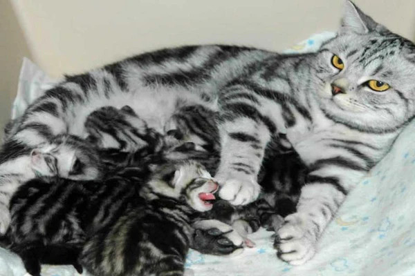 Mèo cái trong giai đoạn động dục đang tìm kiếm sự giao phối